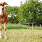 The Legendary Manipuri Pony: A Cultural and Historical Treasure