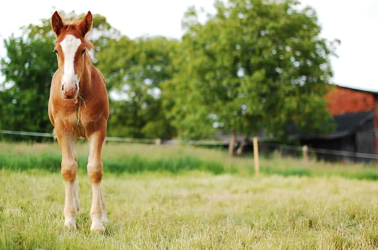 You are currently viewing The Legendary Manipuri Pony: A Cultural and Historical Treasure